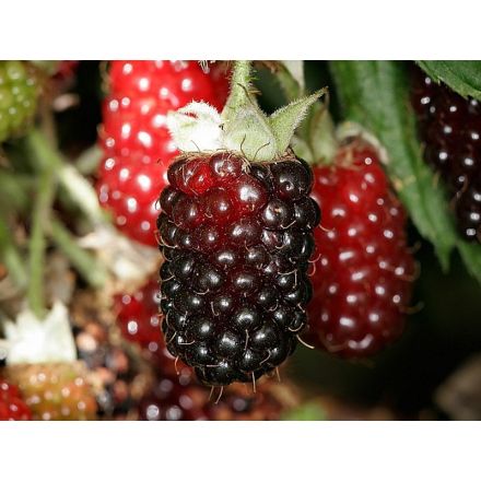 LAMPONE BOYSENBERRY PRECOCE UNIFERO (1 PIANTA)