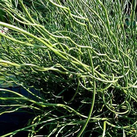 JUNCUS EFFUSUS SPIRALIS IN VASO DA 12CM
