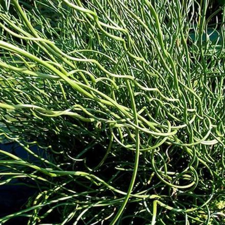JUNCUS SPIRALIS IN VASO 16CM