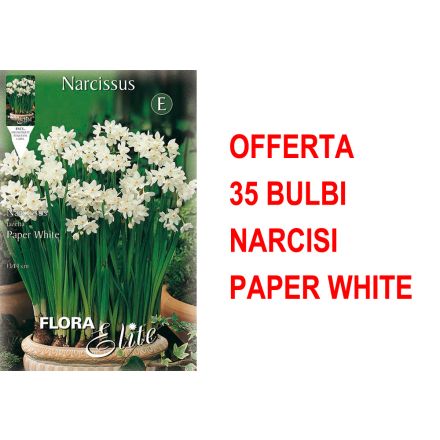 OFFERTA 35 BULBI NARCISO CHRISTMAS FLOWERING PAPER WHITE