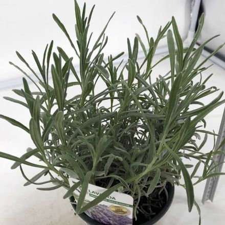 1 PIANTA DI LAVANDA VERA VASO 14CM 