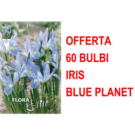 OFFERTA 60 BULBI IRIS RETICULATA BLUE PLANET