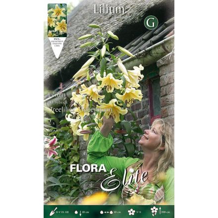 LILIUM GIGANTE HONEYMOON (CONFEZIONE DA 2 BULBI)