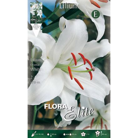 LILIUM ORIENTAL WHITE (CONFEZIONE DA 2 BULBI)