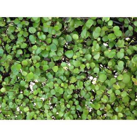 MUEHLENBECKIA IN VASO DA 17CM