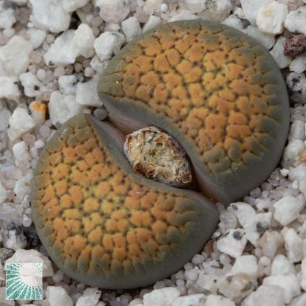 LITHOPS VARIETA' ASSORTITA VASO 8CM