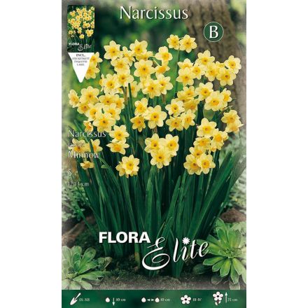 NARCISO TAZETTA MINNOW (CONFEZIONE DA 5 BULBI) 