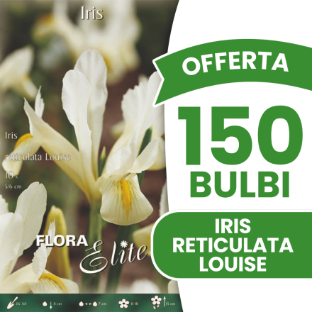 OFFERTA 150 BULBI IRIS RETICULATA LOUISE