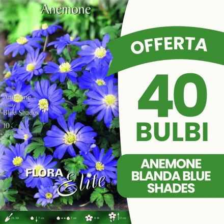 OFFERTA 40 BULBI ANEMONE BLANDA BLUE SHADES
