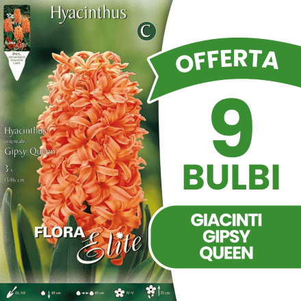 OFFERTA 9 BULBI GIACINTO GIPSY QUEEN