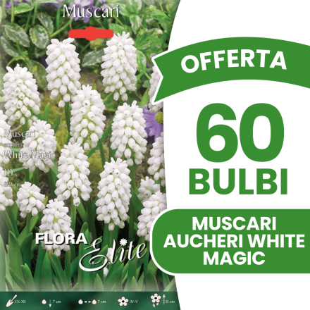 OFFERTA 60 BULBI MUSCARI AUCHERI WHITE MAGIC