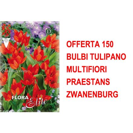 OFFERTA 150 BULBI TULIPANO MULTIFIORI PRAESTANS ZWANENBURG