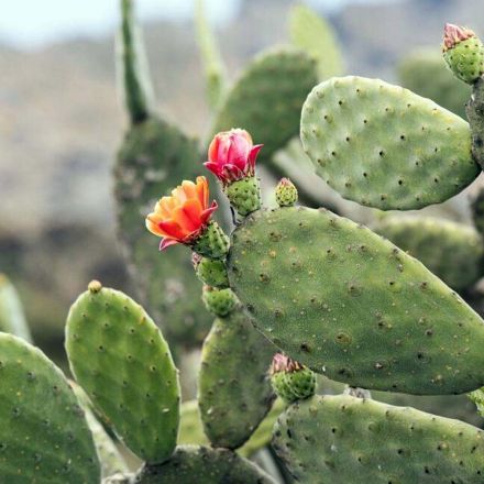 WEISSE ERDBEER-TRAUBEN (1 PFLANZE)