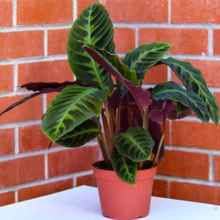 CALATHEA WARSCEWICZII IN VASO 19CM
