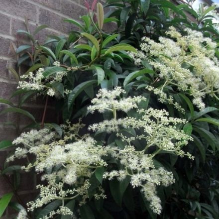 PILEOSTEGIA VIBURNOIDES VASO 17CM