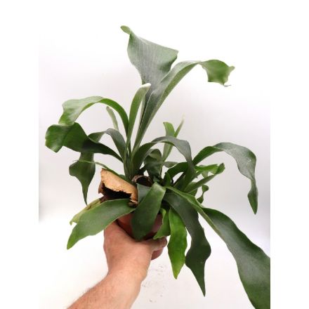 PLATYCERIUM BIFURCATUM VASO 17CM