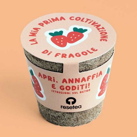 LA MIA PRIMA COLTIVAZIONE DI FRAGOLE