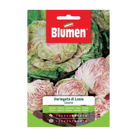 SEMI CICORIA VARIEGATA DI LUSIA BLUMEN