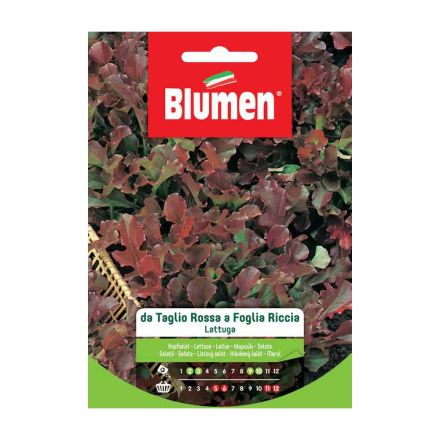 SEMI LATTUGA TAGLIO ROSSA RICCIA BLUMEN