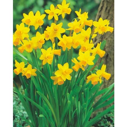 Narzissen TETE A TETE VASE 12CM