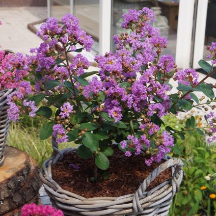LAGERSTROEMIA INDICA WITH LOVE ETERNAL VASO 19CM