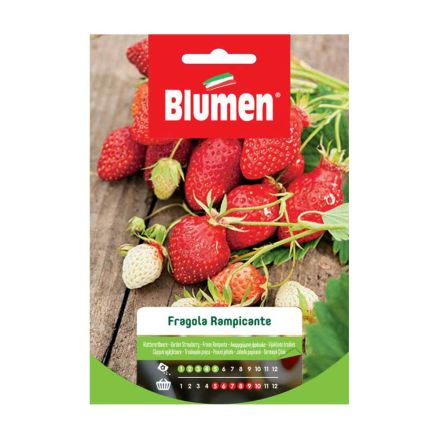 SEMI FRAGOLE RAMPICANTI BLUMEN