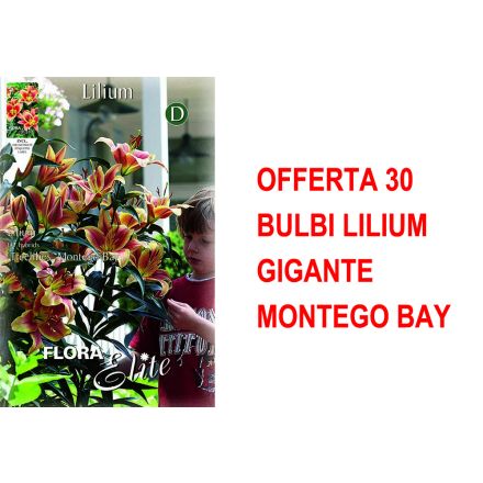OFFERTA 30 BULBI LILIUM GIGANTE MONTEGO BAY