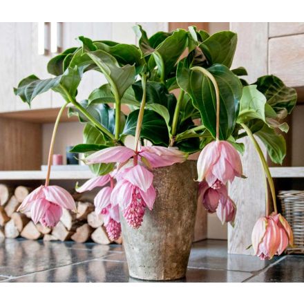 MEDINILLA HERRLICHE VASE 17CM