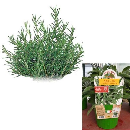 1 PIANTA DI ROSMARINO ITALIANO VASO 14CM MASTERCHEF