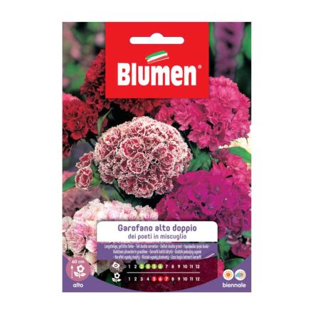 SEMI GAROFANO POETI ALTO DOPPIO MIX BLUMEN