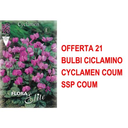 OFFERTA 21 BULBI CICLAMINO CYCLAMEN COUM SSP COUM