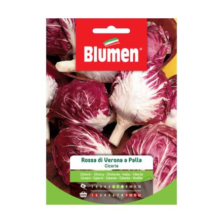 SEMI CICORIA ROSSA DI VERONA A PALLA BLUMEN