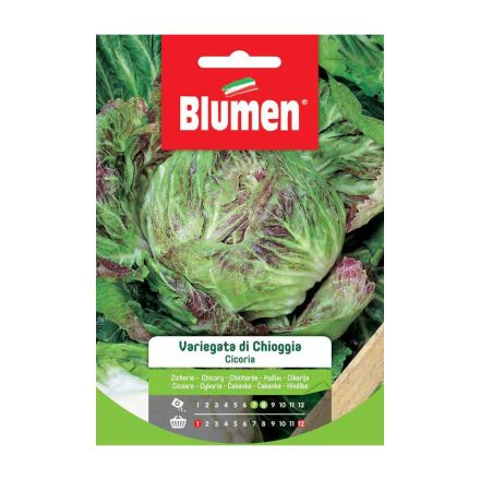 SEMI CICORIA VARIEGATA DI CHIOGGIA BLUMEN