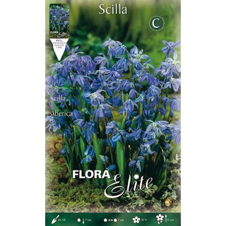 SCILLA SIBERICA (CONFEZIONE DA 15 BULBI)