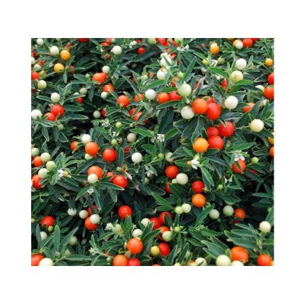 SOLANUM PSEUDOCAPSICUM CILIEGIA DI GERUSALEMME VASO 12CM