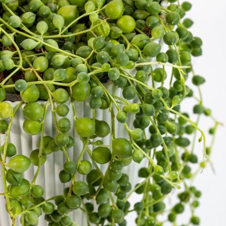 SENECIO ROWLEYANUS IN VASO DA 11 O 12CM
