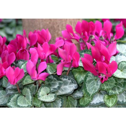 OFFERTA 3 PIANTE DI CICLAMINI FUCSIA VASO 10CM