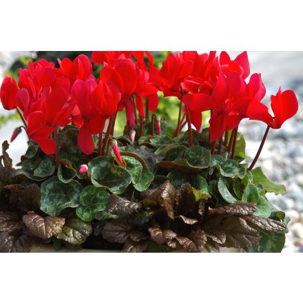 OFFERTA 3 PIANTE DI CICLAMINI ROSSI VASO 10CM