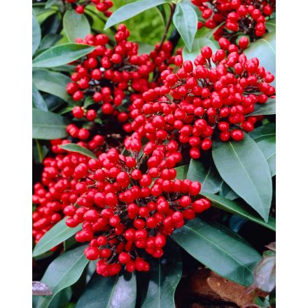 WEISSE ERDBEER-TRAUBEN (1 PFLANZE)