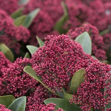 SKIMMIA JAPONICA RUBELLA IN VASO DA 17CM