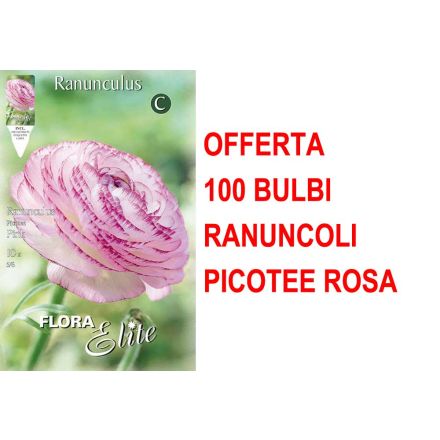 OFFERTA 100 BULBI RANUNCOLO PICOTEE ROSA