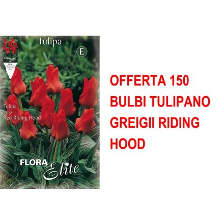 OFFERTA 150 BULBI TULIPANO GREIGII RIDING HOOD