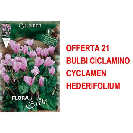 OFFERTA 21 BULBI CICLAMINO CYCLAMEN HEDERIFOLIUM