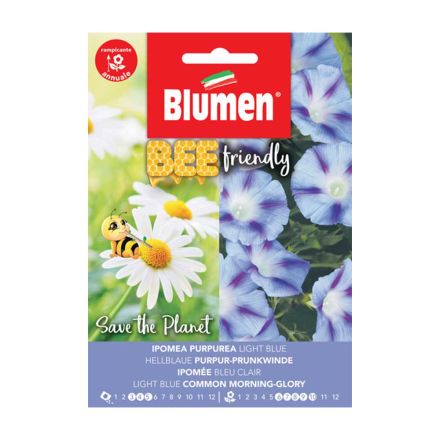 IPOMEA PURPUREA LIGHT BLUE BLUMEN