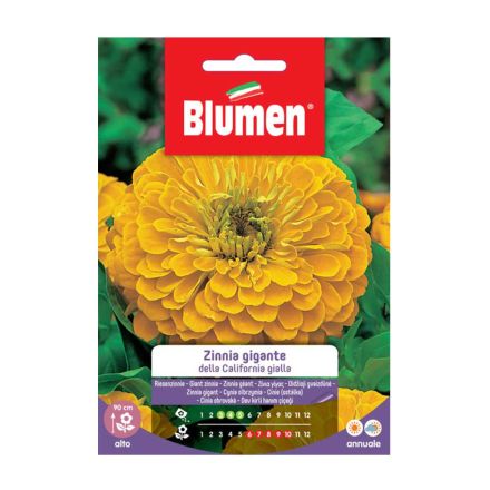 SEMI ZINNIA GIGANTE GIALLA CALIFORNIA BLUMEN