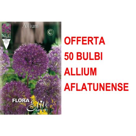 OFFERTA 50 BULBI ALLIUM AFLATUNENSE