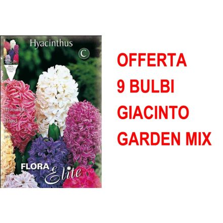 OFFERTA 9 BULBI GIACINTO GARDEN MIXED DI COLORI