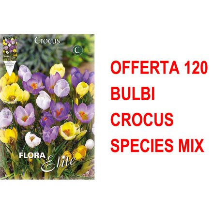 OFFERTA 120 BULBI CROCUS SPECIES MIX DI COLORI