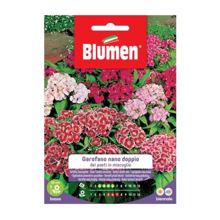 SEMI GAROFANO POETI NANO DOPPIO MIX BLUMEN