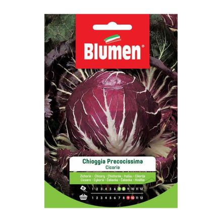 SEMI CICORIA DI CHIOGGIA PRECOCE BLUMEN